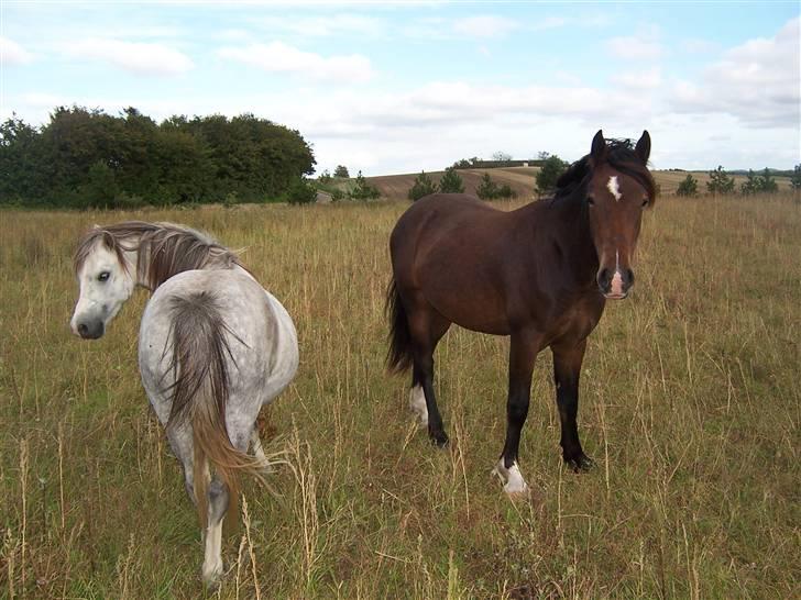 Welsh Mountain (sec A) Callunas Nicole billede 3