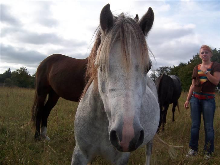 Welsh Mountain (sec A) Callunas Nicole billede 4