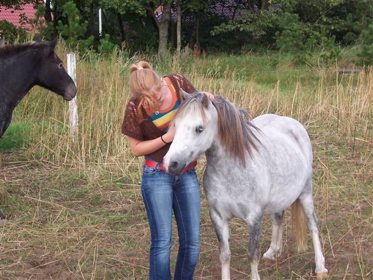 Welsh Mountain (sec A) Callunas Nicole billede 5