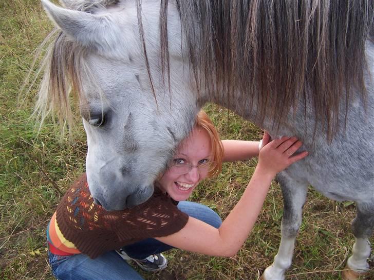 Welsh Mountain (sec A) Callunas Nicole billede 7