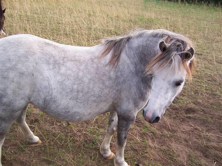 Welsh Mountain (sec A) Callunas Nicole billede 8