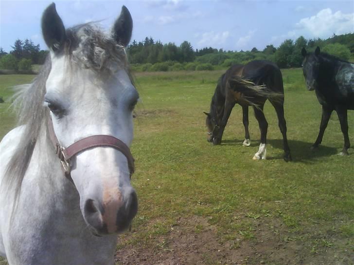 Welsh Mountain (sec A) Callunas Nicole billede 9