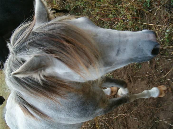 Welsh Mountain (sec A) Callunas Nicole billede 10