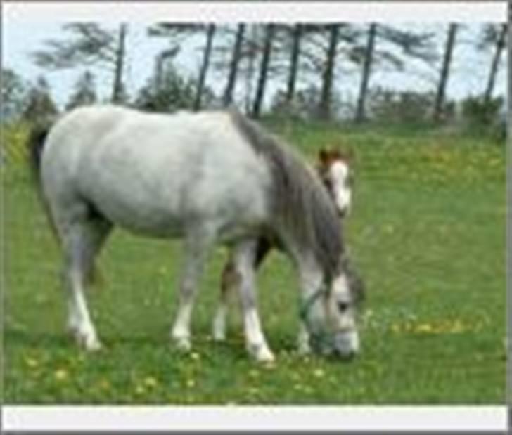 Welsh Mountain (sec A) Callunas Nicole billede 11