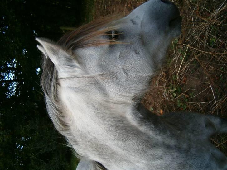 Welsh Mountain (sec A) Callunas Nicole billede 12