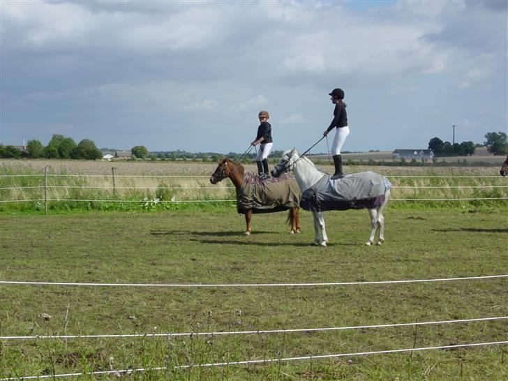 Anden særlig race » Bella Mi | SOLGT - Ridelejr hos Lea.. Vi laver opvisning.. Jubiii.. :-) billede 10