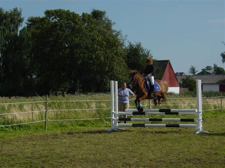 Anden særlig race » Bella Mi | SOLGT - gedebåkke hop over okser JEG ELSKER HENDE <333 billede 13