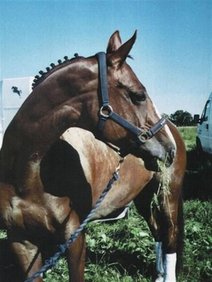 Dansk Varmblod Jetsmarks Odessa *R.I.P.* - Juli 2006. Stævne hos Fuglebjerg Rideklub, red LB3 og LA1. billede 1