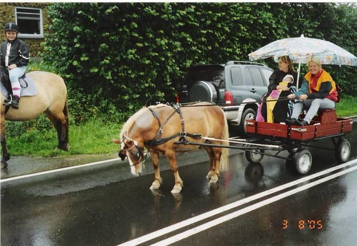 Anden særlig race kasper - på tur i hestevogn i regnvejr billede 8