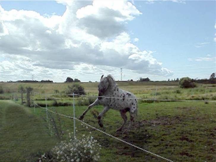 Knabstrupper Ac-action *Sendt tilbage* - Yeehaah, Action mener han er dressur hest? Fjolle hoved billede 8