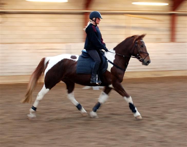 Pinto Chickie Charkiro R.I.P billede 7