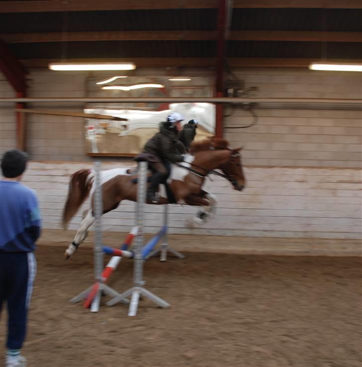 Pinto Chickie Charkiro R.I.P billede 9