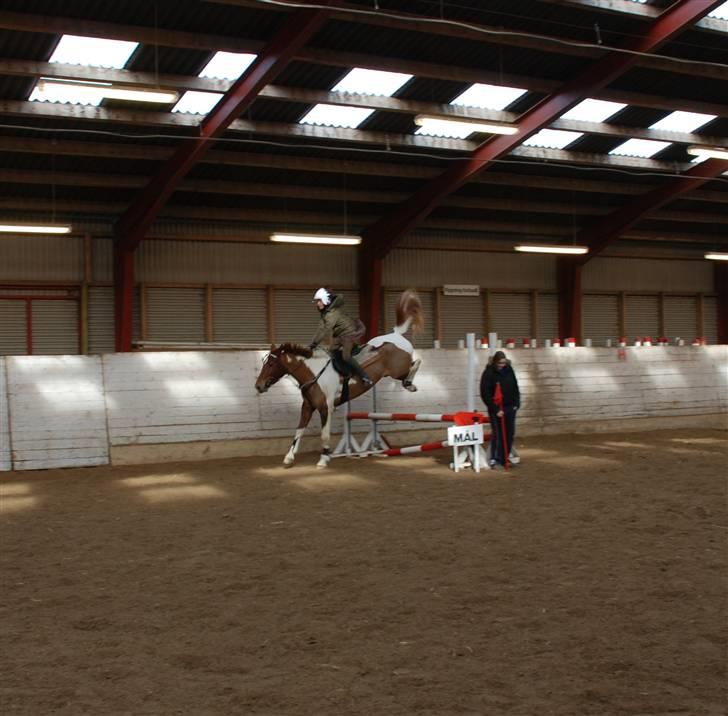 Pinto Chickie Charkiro R.I.P billede 10