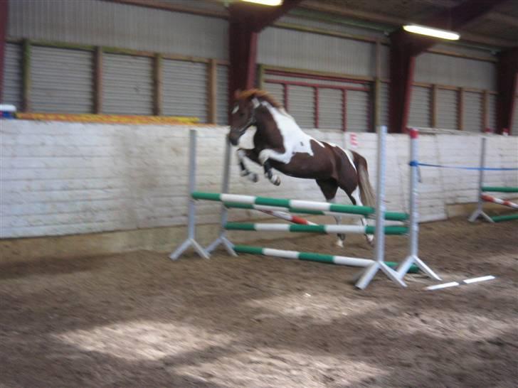 Pinto Chickie Charkiro R.I.P billede 11