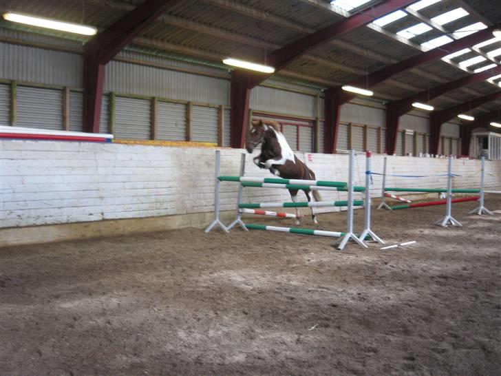 Pinto Chickie Charkiro R.I.P billede 12