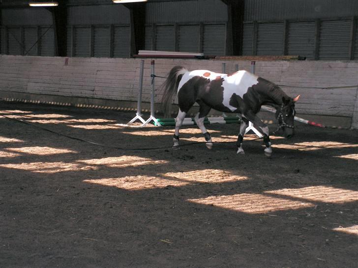 Pinto Chickie Charkiro R.I.P billede 13