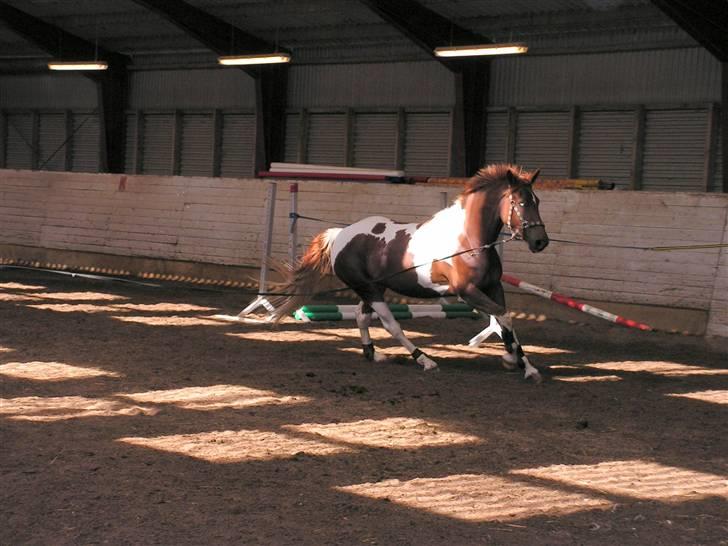 Pinto Chickie Charkiro R.I.P billede 14