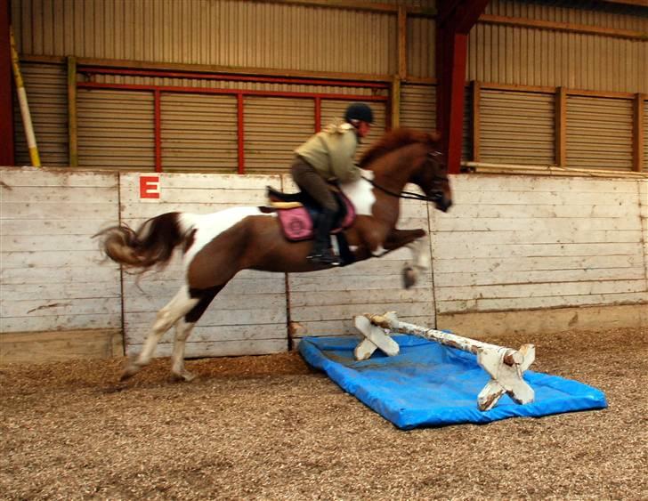 Pinto Chickie Charkiro R.I.P billede 15