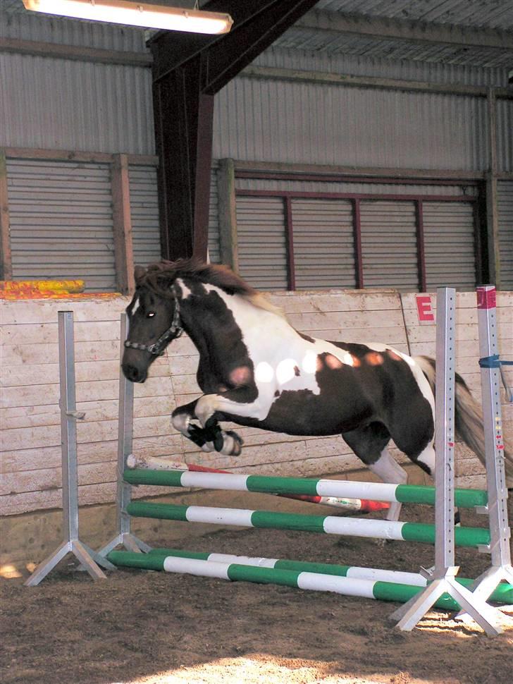 Pinto Chickie Charkiro R.I.P billede 16