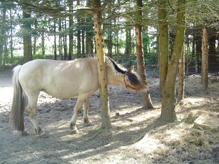 Fjordhest Annabel Kongehøj billede 6
