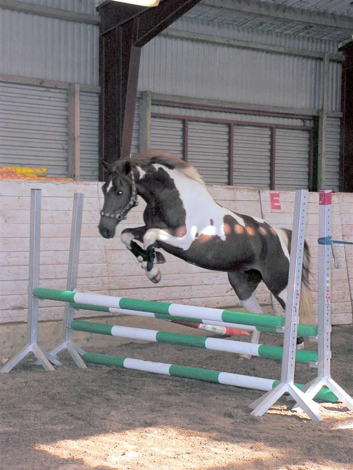 Pinto Chickie Charkiro R.I.P billede 17