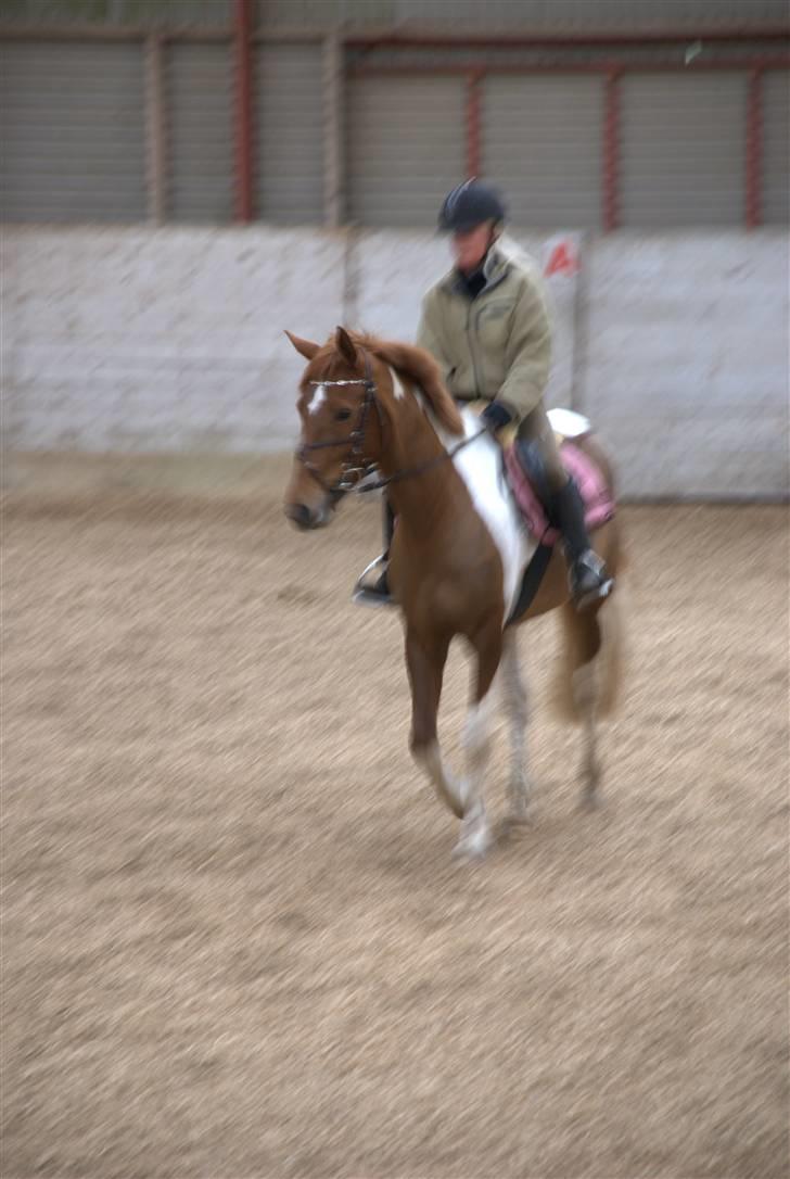 Pinto Chickie Charkiro R.I.P billede 18