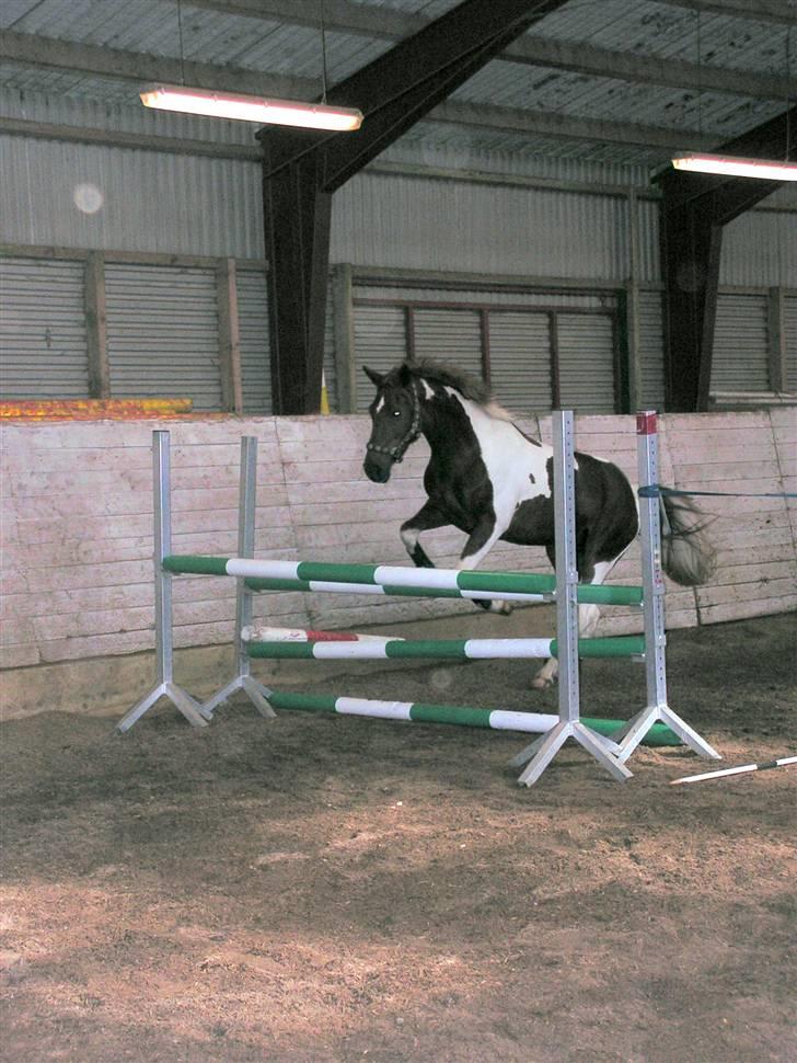 Pinto Chickie Charkiro R.I.P billede 19