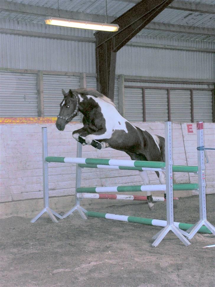 Pinto Chickie Charkiro R.I.P billede 20