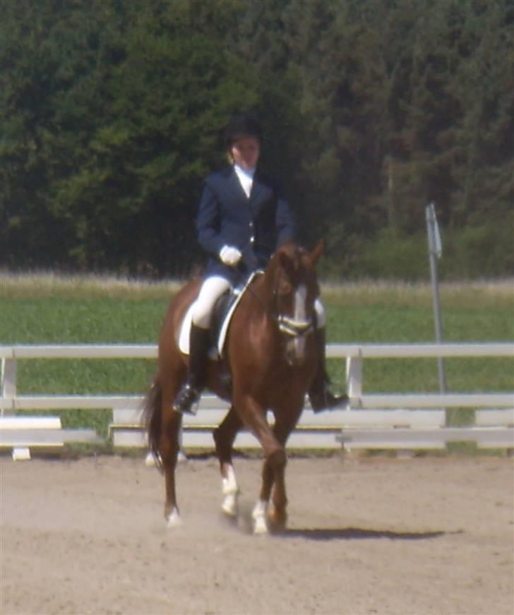 Dansk Varmblod Jetsmarks Odessa *R.I.P.* - Nykøbing Falster Rideklub, C-stævne den 8. juni 2008. Schenkelvigning i LA2. billede 18