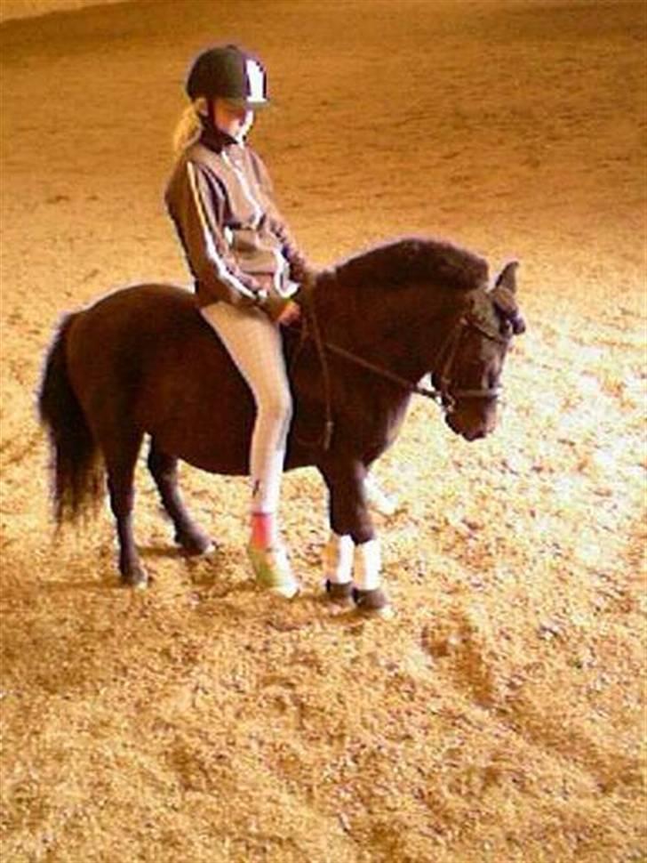 Shetlænder Buzz Lightyear - henriette og bobo, min lille dressur pony... billede 13