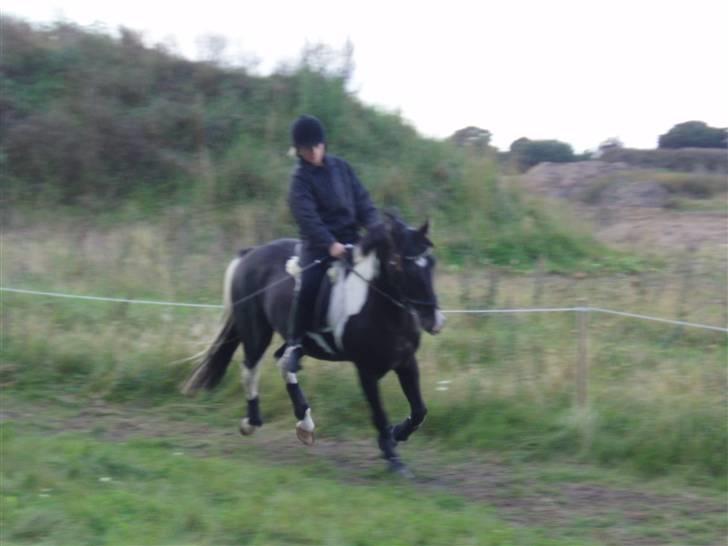 Anden særlig race Armarnis-Solgt :'( billede 8