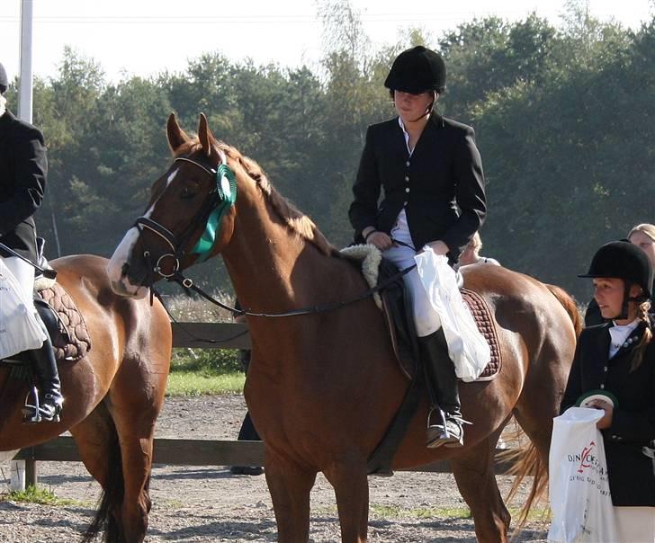 Hollandsk Varmblod Max R.I.P - Præmieoverrækkelse på ISR til vestegnsmesterskabet. 5 plads.  billede 8