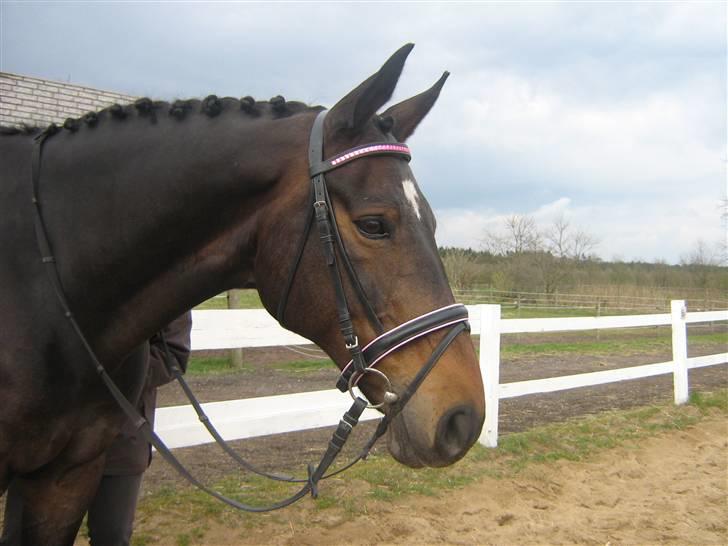 Dansk Varmblod Fair-Fight billede 11