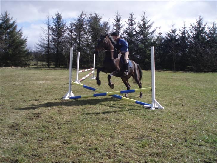 Dansk Varmblod Fair-Fight - Fighter og jeg til højdespringskonkurrence, måske skulle vi høre efter hvad ove siger, at grave springene ned, så er de endnu lavere ;)  billede 12