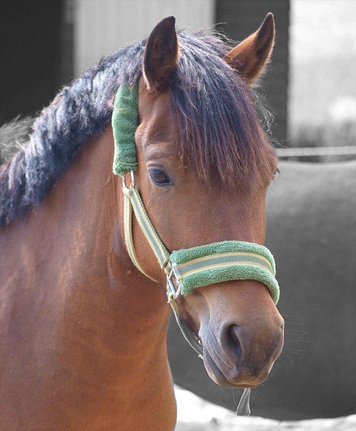 Anden særlig race Skovbys Chester Brown - Min søde Chelle-fyr! billede 4