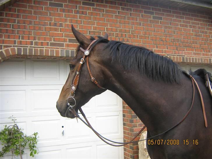 Dansk Varmblod Fair-Fight - min lille westernhest :D  billede 13