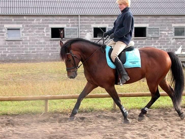 Belgisk varmblod Thibau  ( solgt ) billede 13