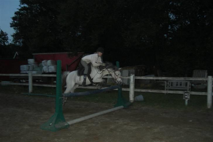 Welsh Mountain (sec A) Silver Sprite "naboens"<3 - hehe en rigtig springer..  billede 8