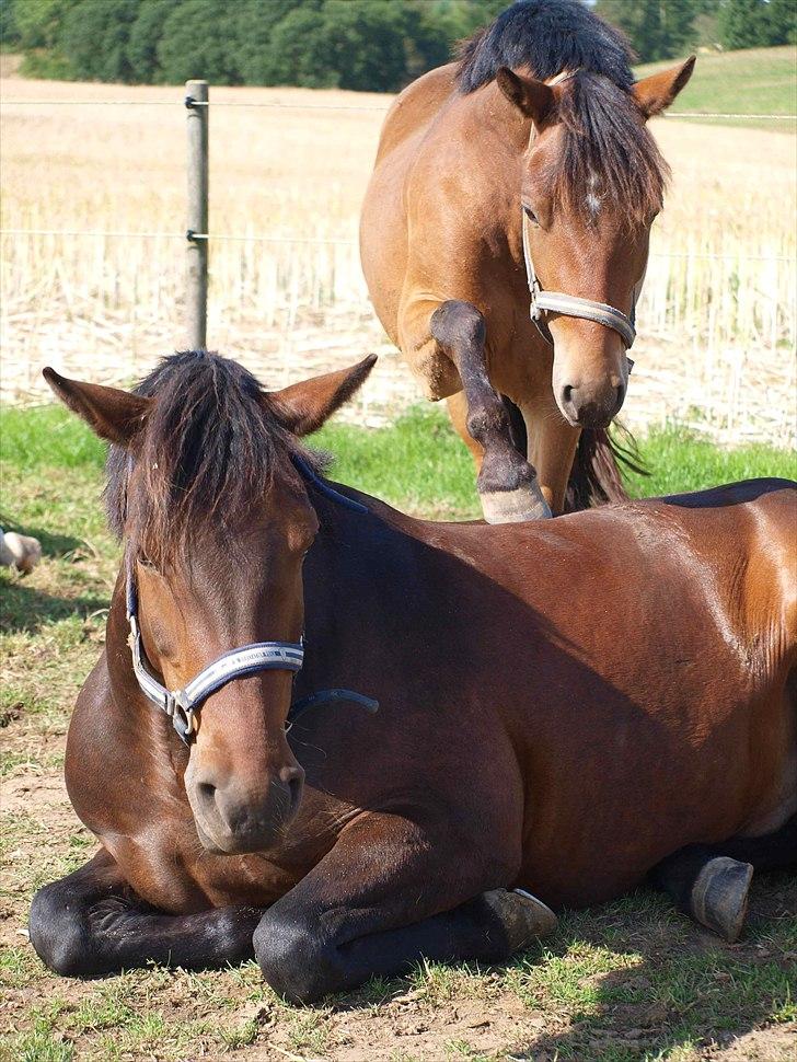 Anden særlig race Skovbys Chester Brown - Chester og Felix... Jaaahhhh... Haha! billede 5
