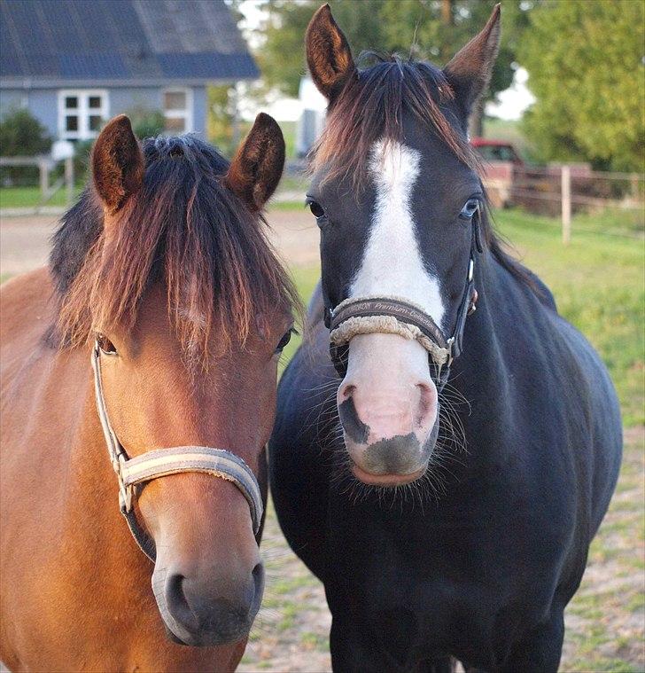 Anden særlig race Skovbys Chester Brown - Knold og Tot <3 billede 6