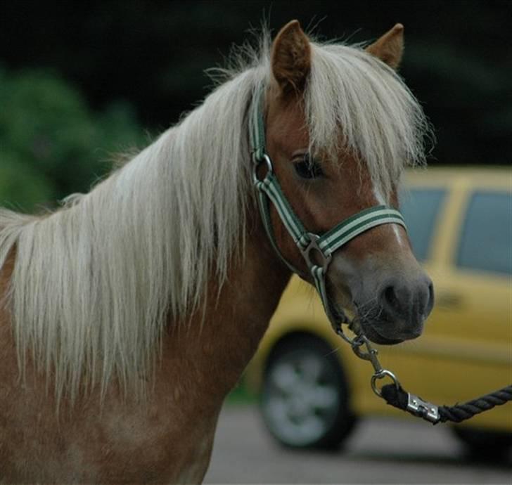 Anden særlig race Oliver - Hej, Jeg hedder Oliver billede 1