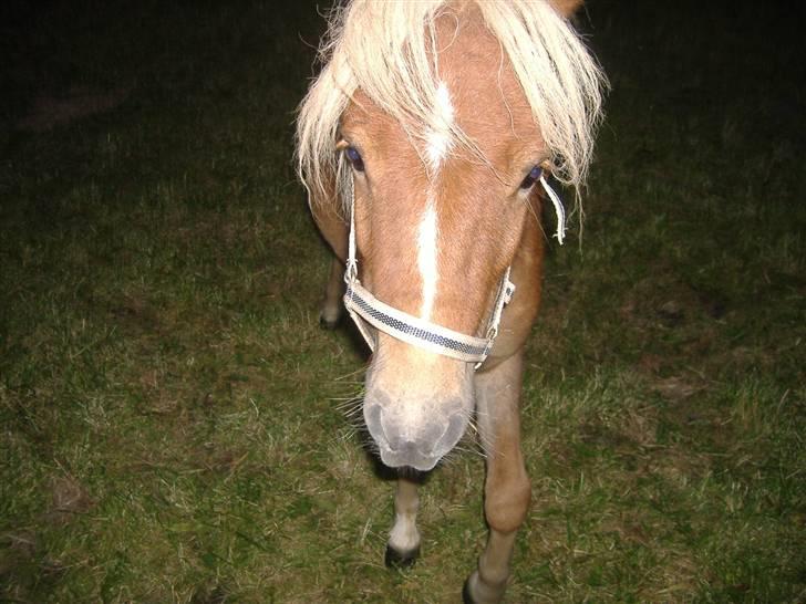 Anden særlig race Oliver billede 2