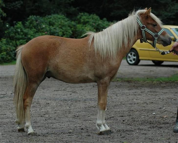 Anden særlig race Oliver billede 3