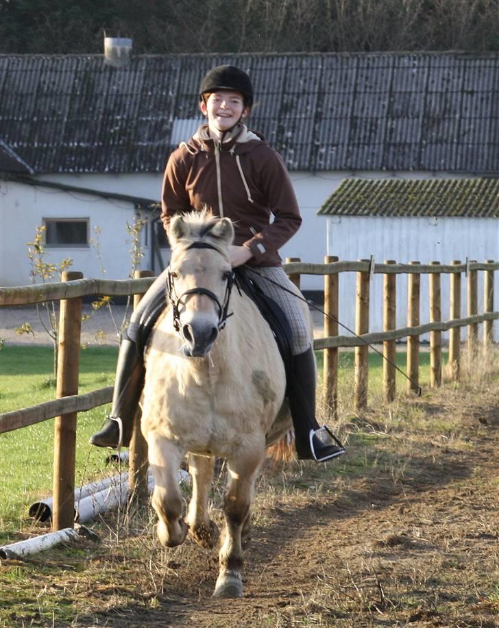 Fjordhest Maja ( død ) - dyret syntes lige pludselig at hun skulle gallopere. billede 13