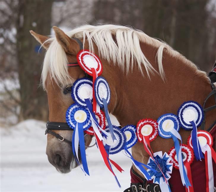 Haflinger Aphrodite Vant Tempelshof - Billed 1: Fordi du vil vinde - og gør det | Foto: Mig © - LÆS VENLIGST TEKSTEN ! billede 1