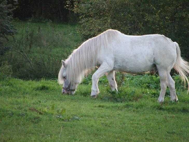 Anden særlig race Emil - R.I.P marts 2011 - Emil på marken billede 1