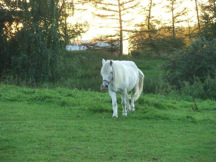Anden særlig race Emil - R.I.P marts 2011 - Emil kommer for at få æbler af mig billede 2