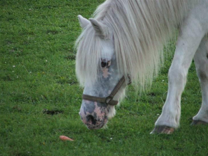 Anden særlig race Emil - R.I.P marts 2011 - Fanger en gulerod billede 5