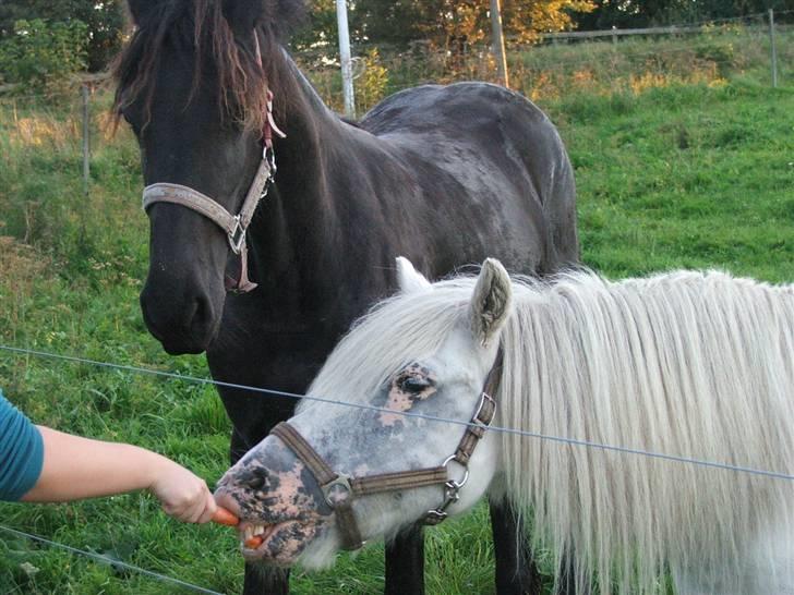 Anden særlig race Emil - R.I.P marts 2011 - Emil og hans veninde Tiffany billede 6