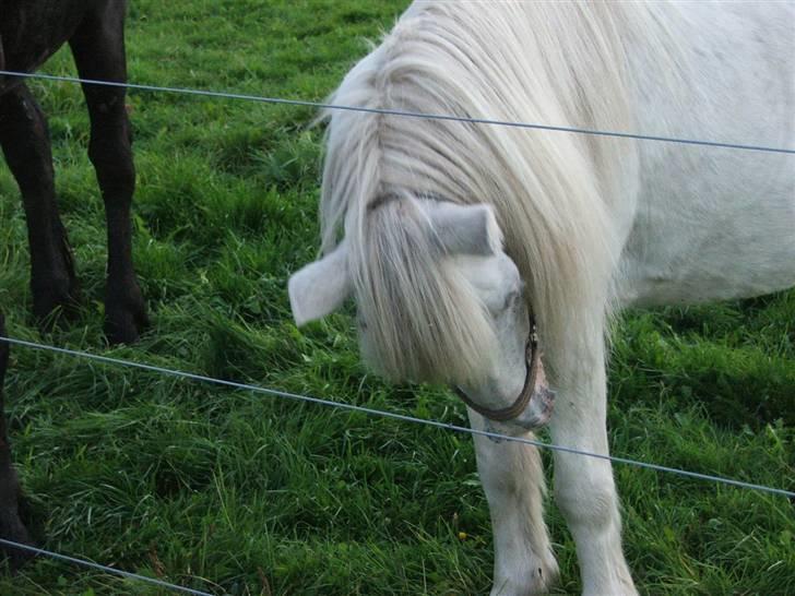 Anden særlig race Emil - R.I.P marts 2011 - Det klør billede 7